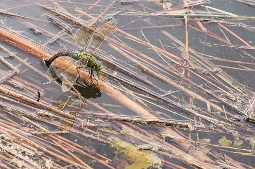 Réf. 257 209 : Anax imperator